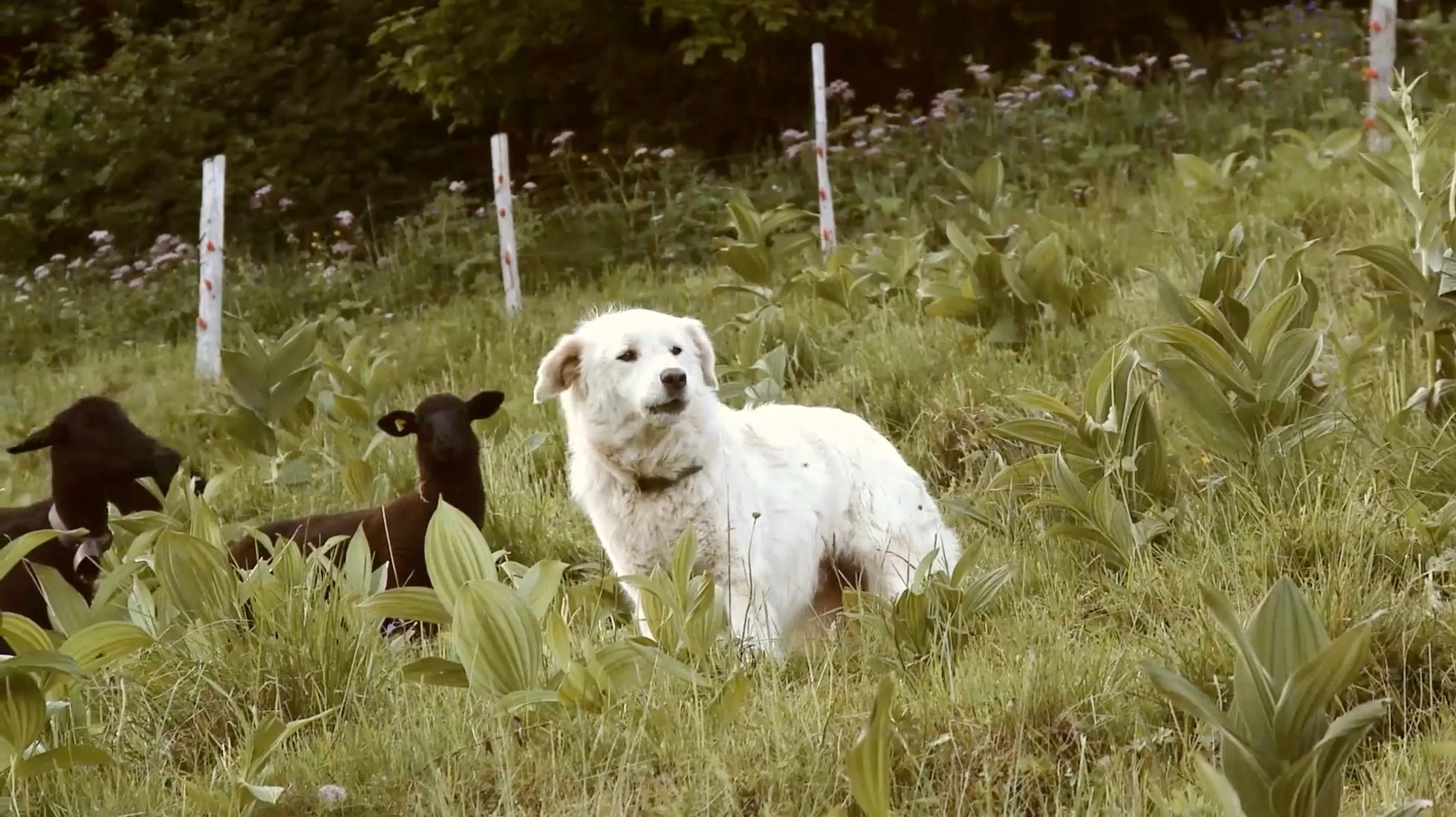 Livestock guardian dog